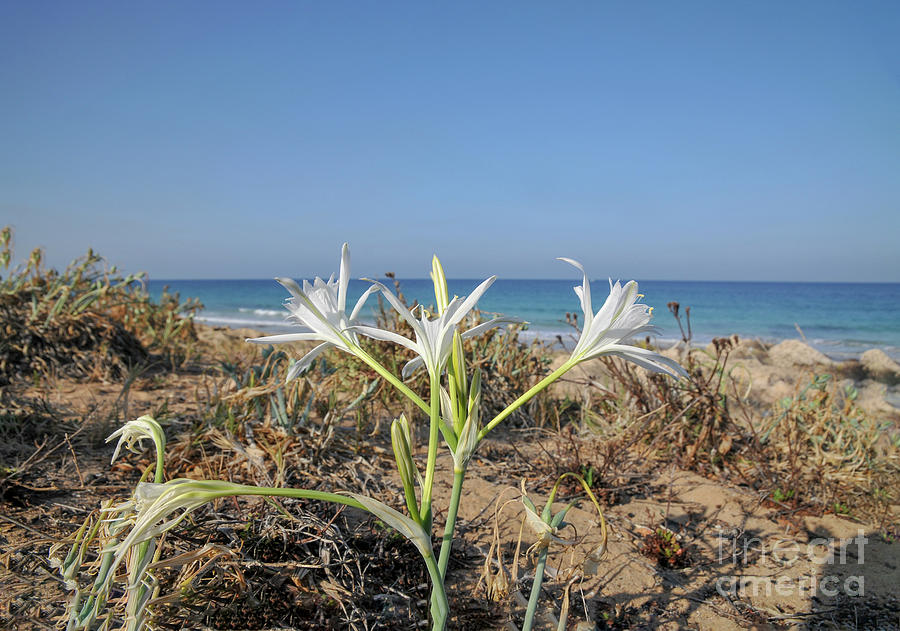 Pancratium maritimum, or sea daffodil b4 Photograph by Shay Levy