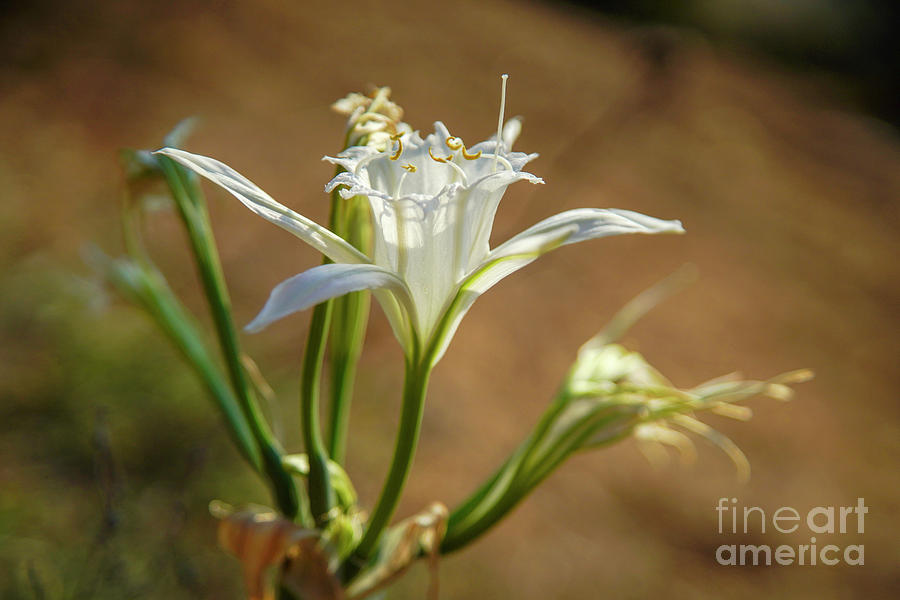 Flower Photograph - Pancratium maritimum, or sea daffodil g2 by Vladi Alon