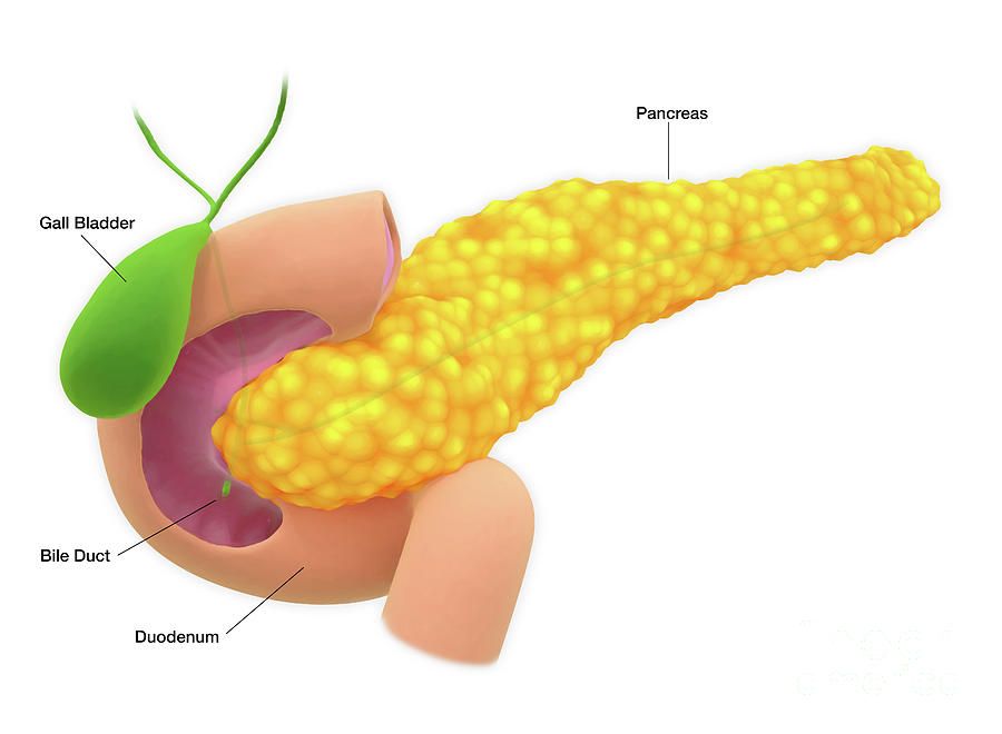 Pancreas Photograph by Roger Harris/science Photo Library - Fine Art ...