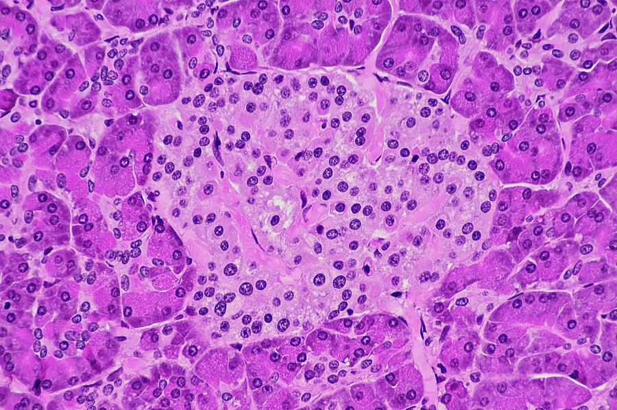 Islets Of Langerhans Histology