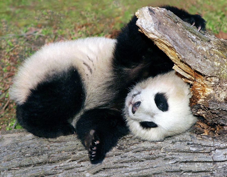 Panda Antics Photograph by Art Cole