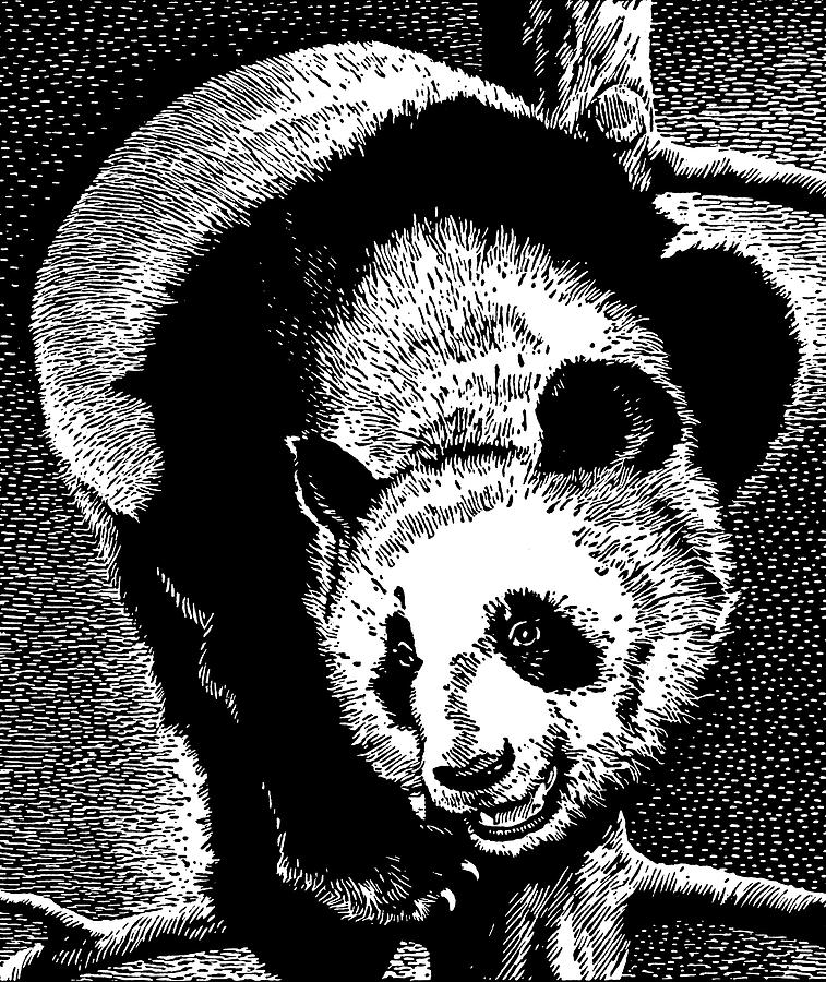 Black And White Drawing - Panda Bear by CSA Images