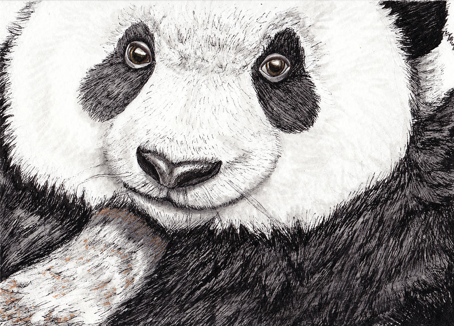 panda bear drawing