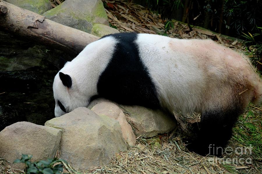 Panda bear leans over rocks and drinks water  Photograph by Imran Ahmed