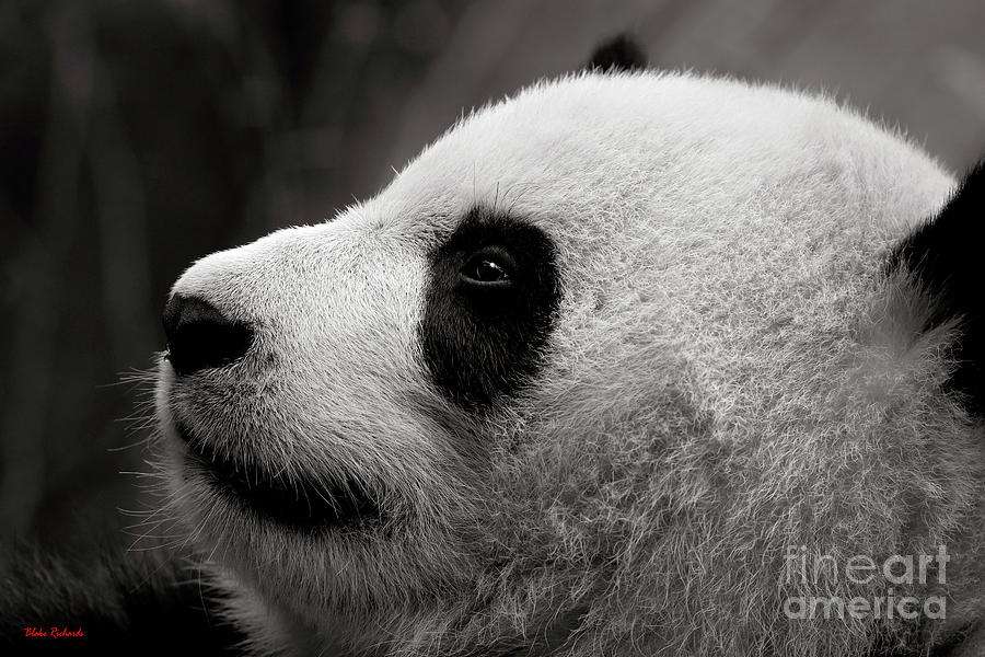 Panda Bear Looking Up Photograph by Blake Richards