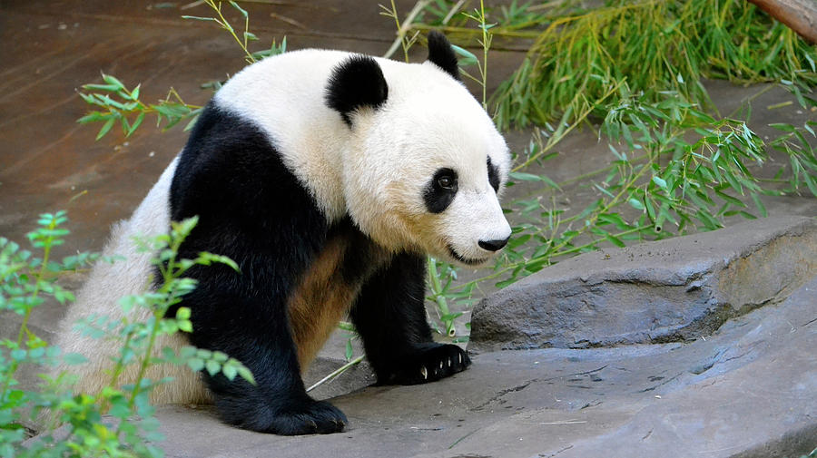 Panda Bear Photograph by Richard Norman - Fine Art America