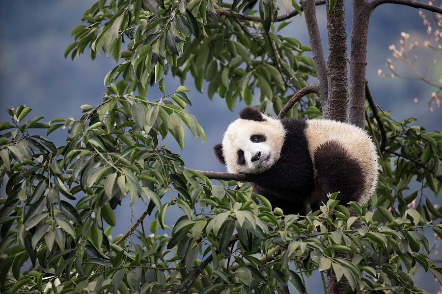 Panda Cub Resting In A Tree Photograph by Suzi Eszterhas