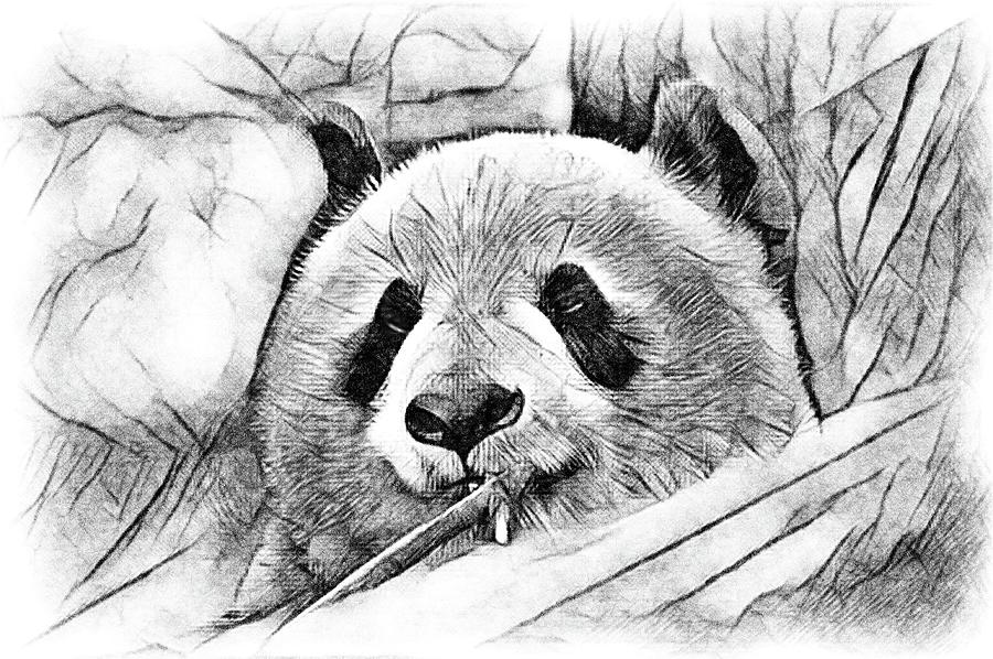 Panda Eating Digital Art by Debra Kewley