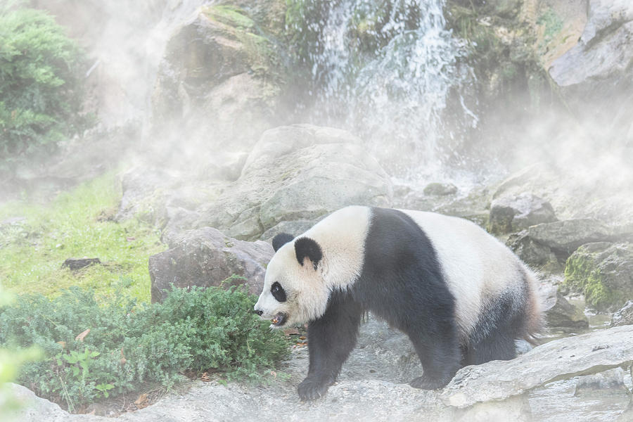 Panda in the Mist Photograph by Arterra Picture Library