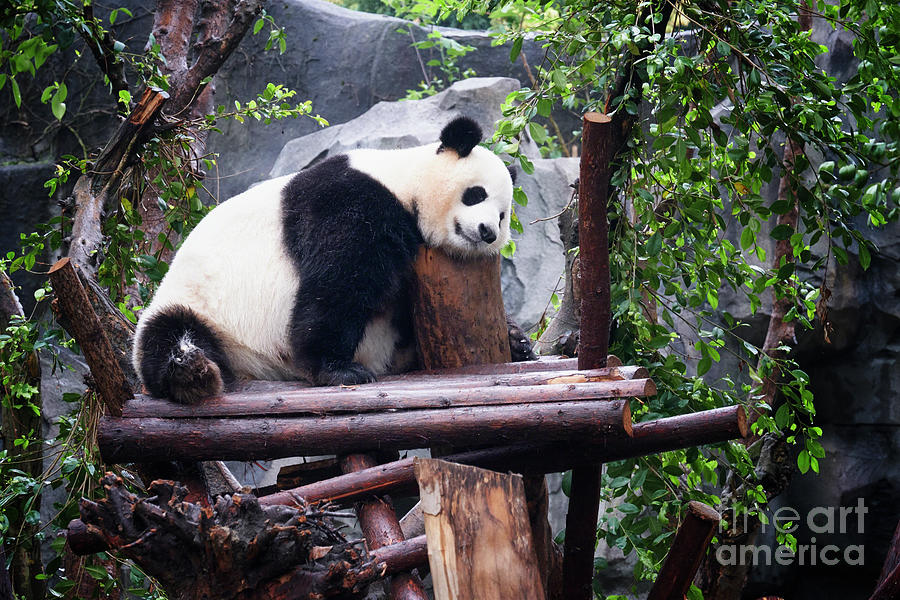 Panda Nap Time Photograph