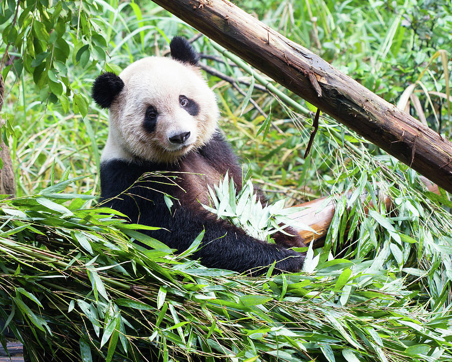 Panda Photograph by Pengpeng