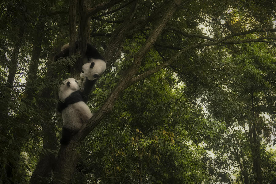 Wildlife Photograph - Panda by Roberto Marchegiani