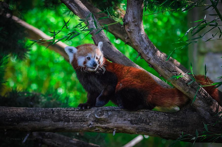 Panda Photograph by Thomas Evans - Fine Art America