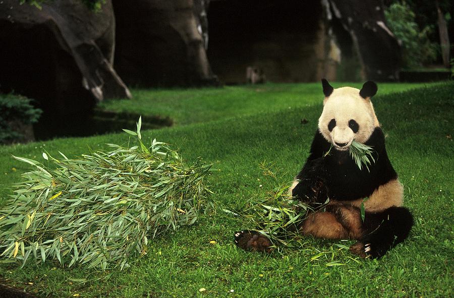 Panda Yen Yen Celebrates His 25th Photograph by Xavier Rossi