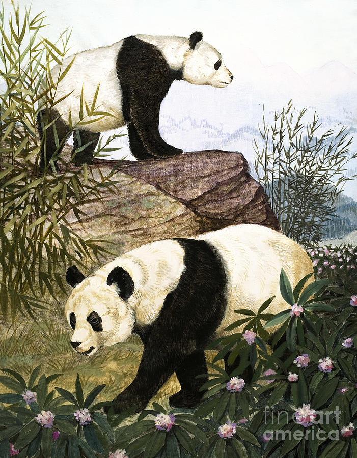 Pandas Painting by Arthur Oxenham