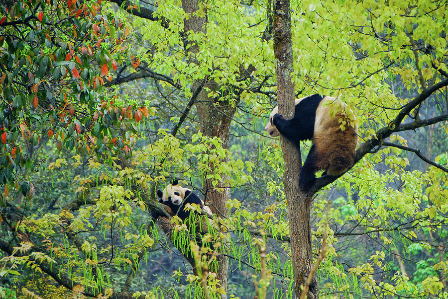 Pandas In Bifengxia Photograph by Www.flickr.com/photos/gadgetdan