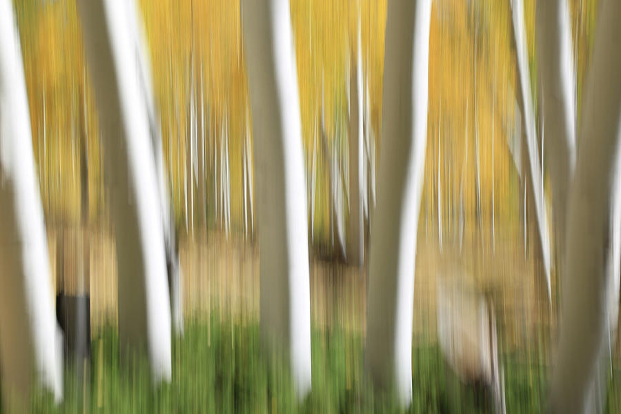Pando Abstract 2 Photograph by Donna Kennedy