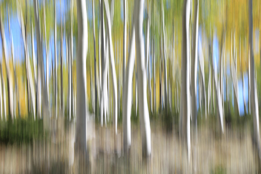 Pando Abstract 5 Photograph by Donna Kennedy