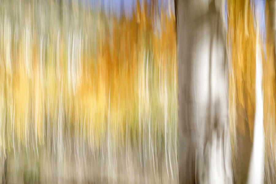 Pando Abstract 4 Photograph by Donna Kennedy