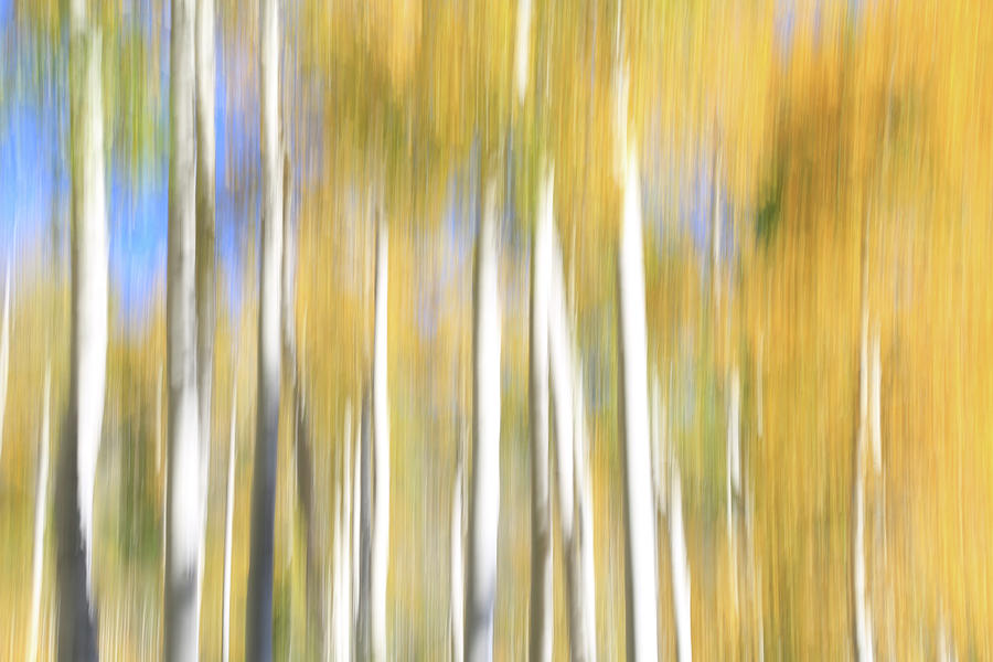 Abstract Photograph - Pando Abstract by Donna Kennedy