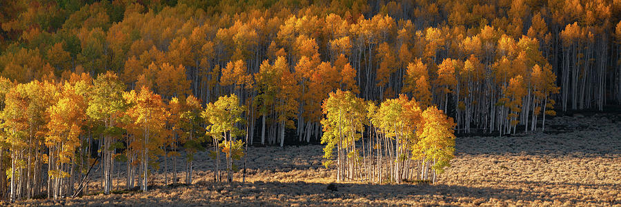 Pando Forest by Dustin LeFevre Pando Forest by Dustin LeFevre