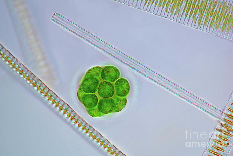 Pandorina Green Algae And Diatoms Photograph by Marek Mis/science Photo Library