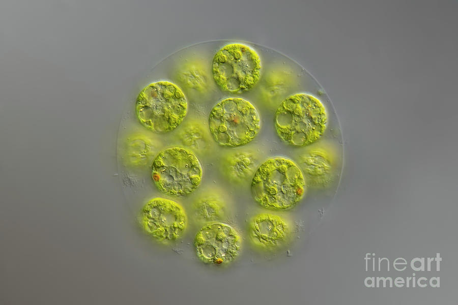 Pandorina Sp. Algae Photograph by Frank Fox/science Photo Library