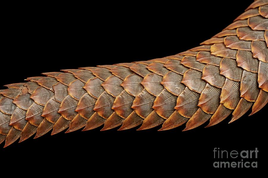 Pangolin Tail Photograph by Natural History Museum, London/science Photo Library