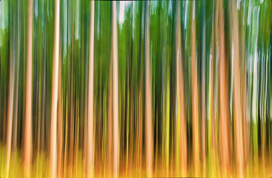Panned Pines Photograph by Sankar Raman