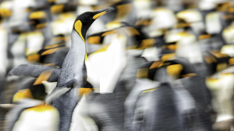 Penguin Photograph - Panning Effect by Joan Gil Raga