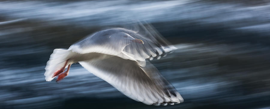 ...panning Gull... Photograph by Bjrn Fostad