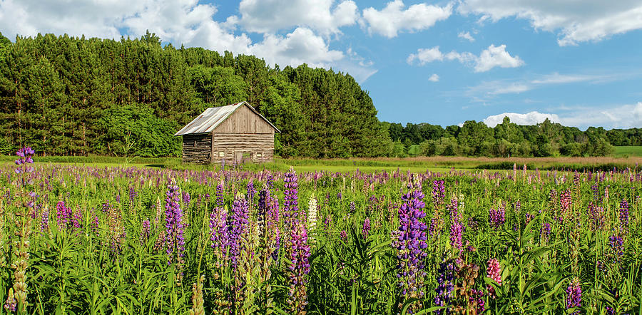 PANO Rustic Barn In Field Of Lupines Photograph by Brook Burling