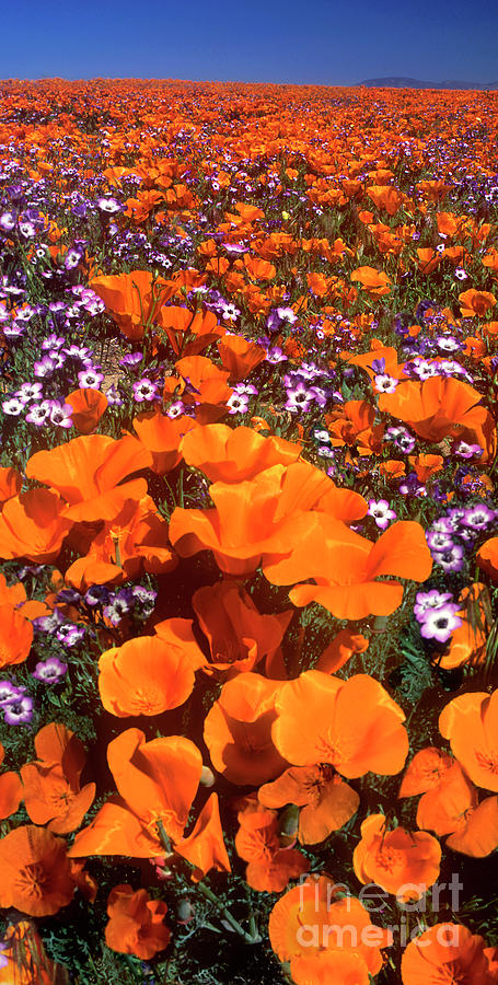 Panorama Califonria Poppies And Hollyleaf Gilia Wildflowers Photograph by Dave Welling