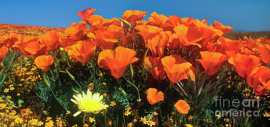 Panorama California Poppies Desert Dandelions California Photograph by Dave Welling