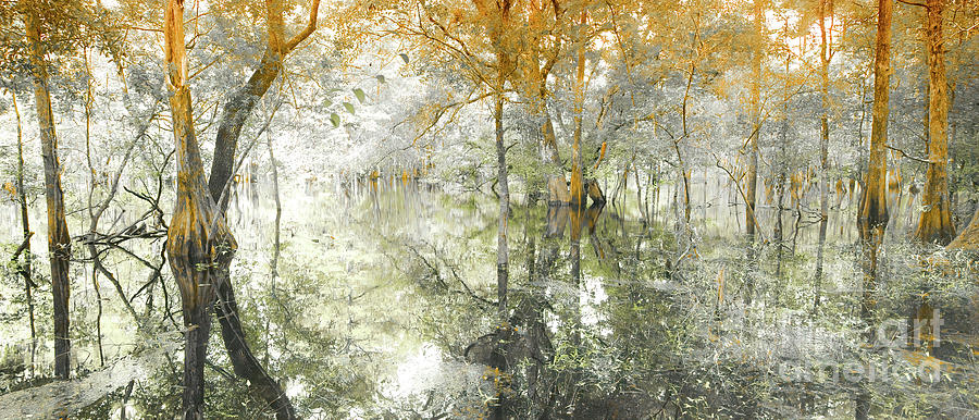 Panorama, Cypress Tree Swamp Photograph by Felix Lai
