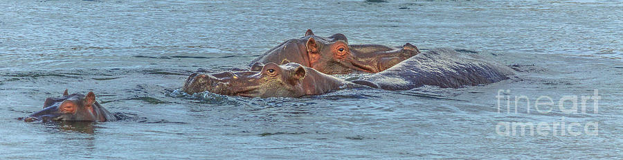 Panorama hippopotamus in river Photograph by Benny Marty