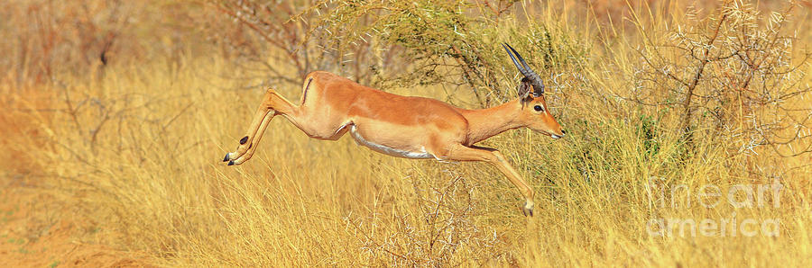Panorama impala jumps Photograph by Benny Marty
