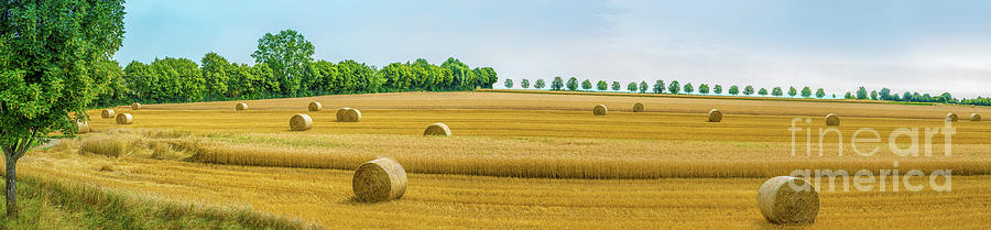 Panorama of a harvested field in autumn with brown-golden stubbles and round hay bales. Photograph by Ulrich Wende