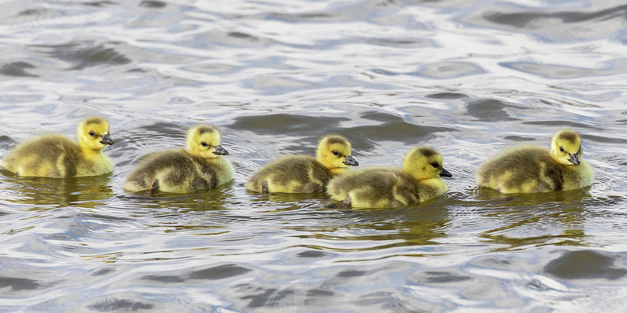 Panorama of Goslings on the Water Photograph by Tony Hake