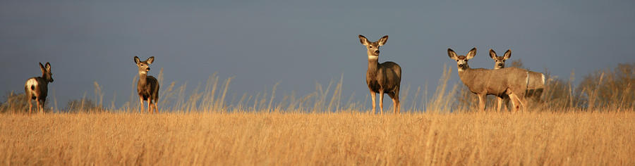 Panorama Of Mule Deer On The Prairie Photograph by Imaginegolf