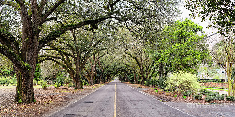 Panorama of South Boundary Avenue of Live Oaks in Aiken South Carolina Photograph by Silvio Ligutti