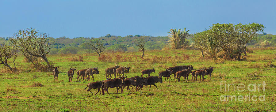 Panorama of Wildebeests Photograph by Benny Marty