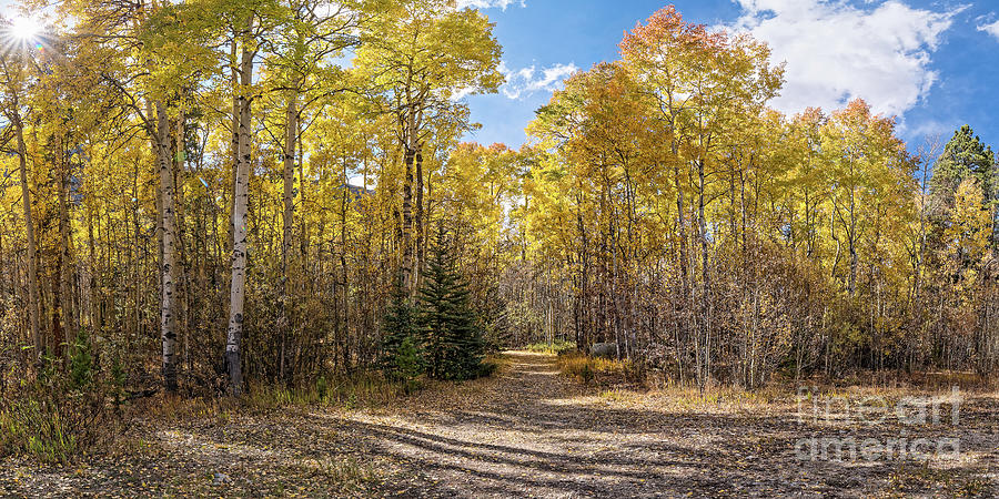 Panorama of Yellow Aspen Forest on the Way to Independence Pass - Twin Lakes Colorado Rocky Mountain Photograph by Silvio Ligutti