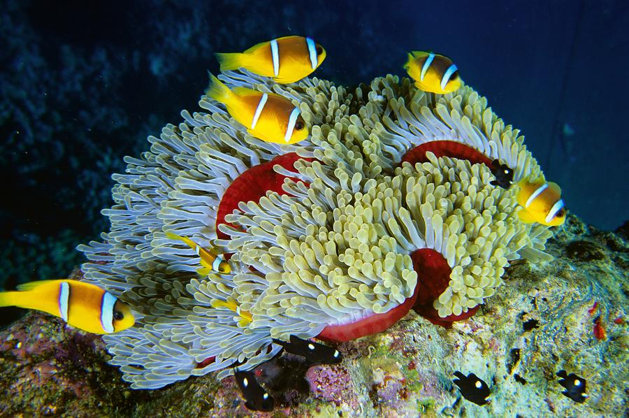 Panorama Reef, Clownfish Digital Art by Manfred Bortoli