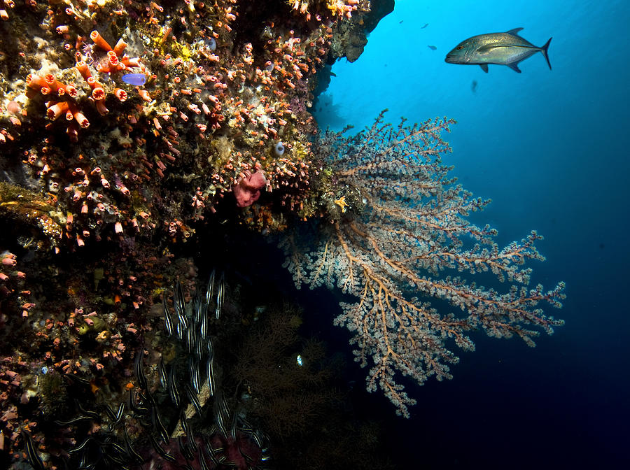 Panorama Reef In Siladen Island Photograph by Photo Acqua E Luce Di Mauro Mainardi