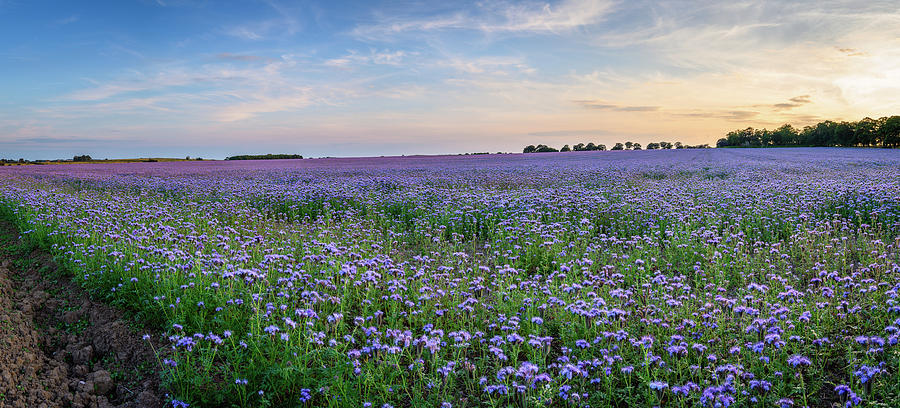 Panoramic Field of Phacelia Photograph by David Head