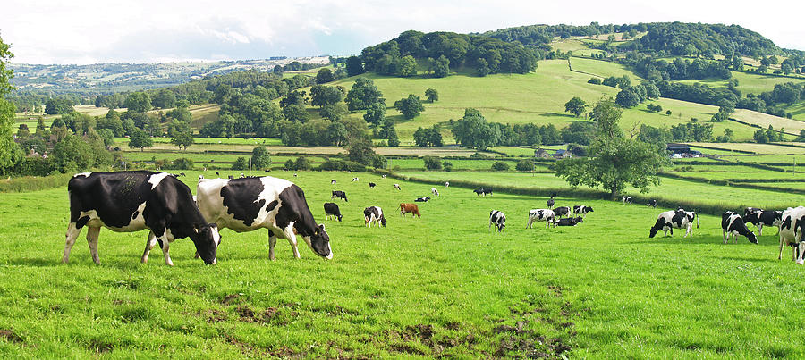 Panoramic Of Dairy Cows Photograph by Mikedabell