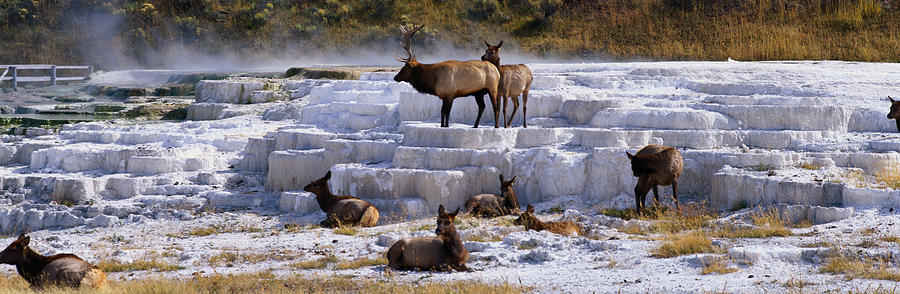 Panoramic Scene Of Elk In Winter Photograph by Robert Glusic