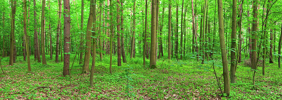 Panoramic View Of Deep Forest 24mpix Photograph by Hadynyah