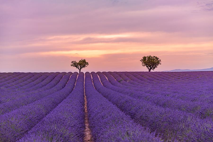 Nature Photograph - Panoramic View Of French Lavender Field by Levente Bodo